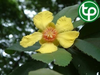 Sổ bông vụ trị cảm mạo sinh ho, thuỷ thũng